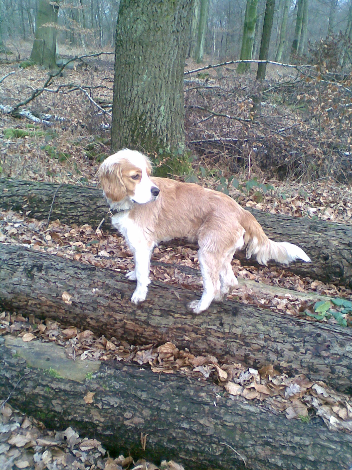 Lotta (Border Collie, Cocker Spaniel) Border Collie Cocker Spaniel 